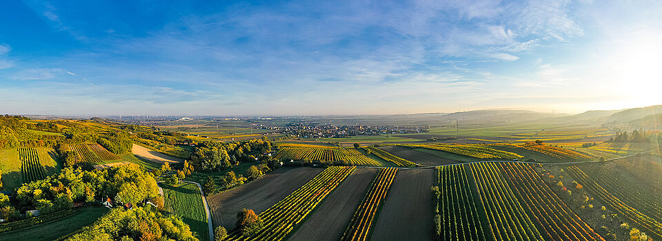 Weinberge im Weinviertel